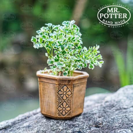 1. Variegated herbal plant in handcrafted terracotta pot, eco-friendly home decor.