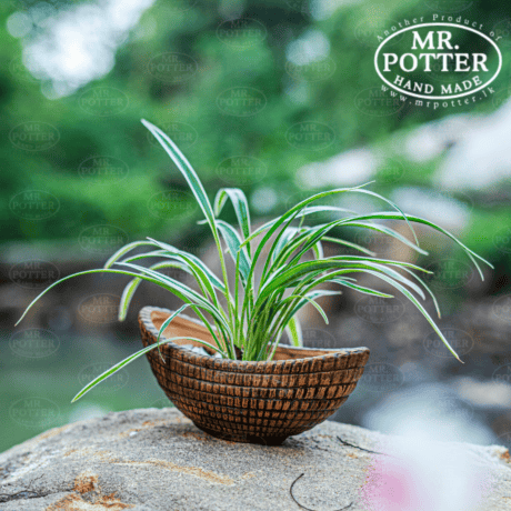 Vibrant potted plant with variegated green and white leaves, handcrafted by Mr. Potter.
