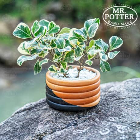 Variegated Ficus in Handmade Pot - Mr. Potter Sri Lanka.