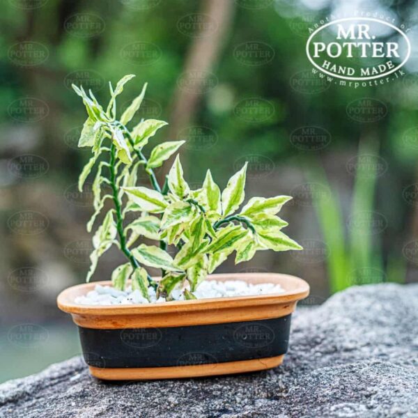Variegated var pulla plant in a clay pot, decorative and handcrafted miniature plant arrangement.